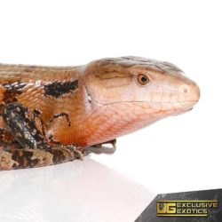 High Red Irian Jaya Blue Tongue Skinks For Sale - Underground Reptiles