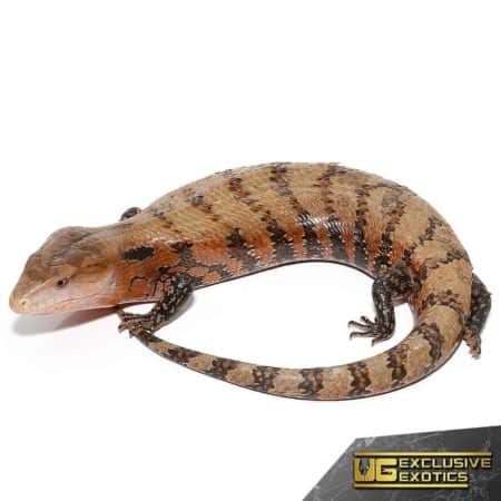 High Red Irian Jaya Blue Tongue Skinks For Sale - Underground Reptiles