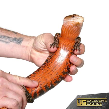 High Red Irian Jaya Blue Tongue Skinks For Sale - Underground Reptiles