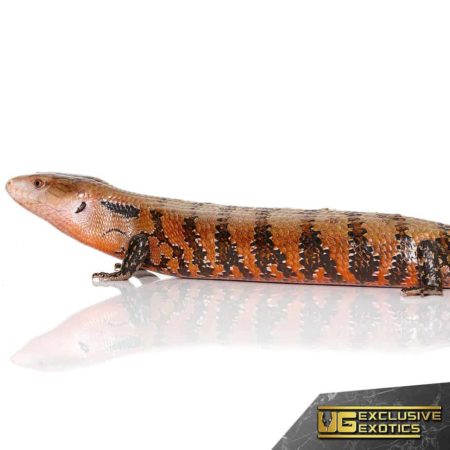 High Red Irian Jaya Blue Tongue Skinks For Sale - Underground Reptiles