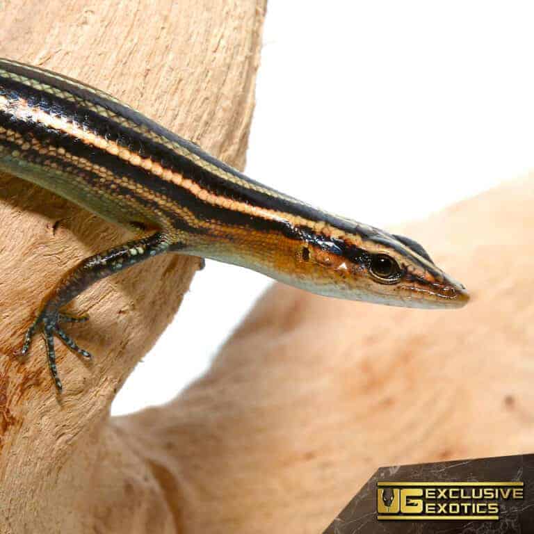Skinks For Sale Underground Reptiles