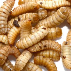 Large Soldier Fly Larvae for sale - Underground Reptiles