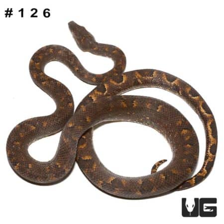 Adult Solomon Island Tree Boa for sale - Underground Reptiles