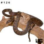 Adult Solomon Island Tree Boa for sale - Underground Reptiles