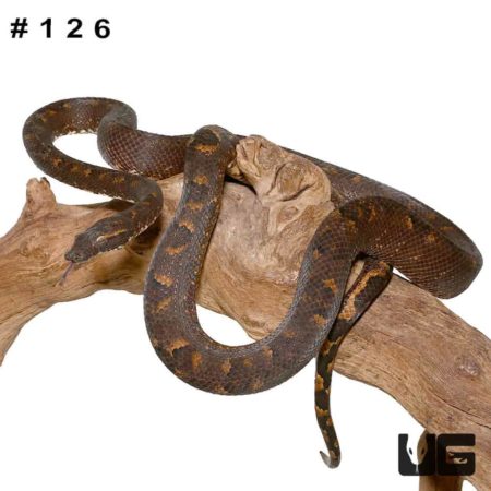 Adult Solomon Island Tree Boa for sale - Underground Reptiles