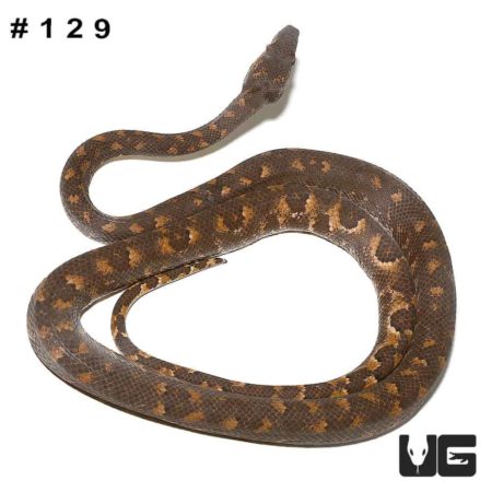 Adult Solomon Island Tree Boa for sale - Underground Reptiles