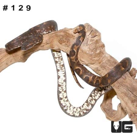 Adult Solomon Island Tree Boa for sale - Underground Reptiles