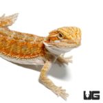 Baby Hypo Blue Bar Bearded Dragons For Sale - Underground Reptiles