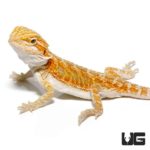 Baby Hypo Blue Bar Bearded Dragons For Sale - Underground Reptiles