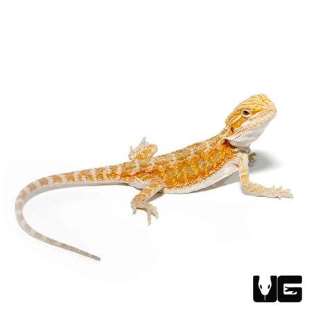 Baby Hypo Blue Bar Bearded Dragons For Sale - Underground Reptiles