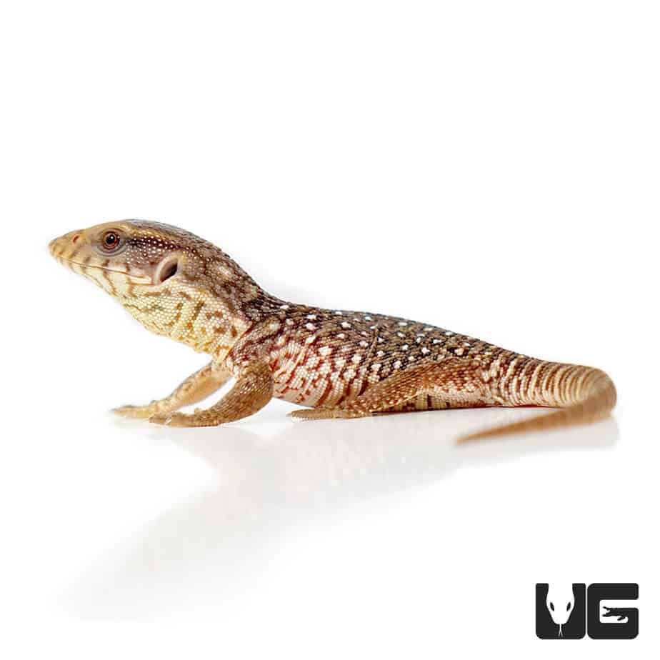 Baby Savannah Monitors (Varanus exanthematicus) For Sale Underground