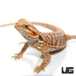 Baby Blue Bar Silky Bearded Dragons For Sale - Underground Reptiles
