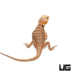 Baby Blue Bar Silky Bearded Dragons For Sale - Underground Reptiles