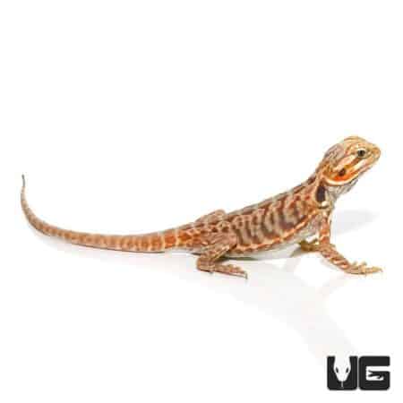 Baby Blue Bar Silky Bearded Dragons For Sale - Underground Reptiles