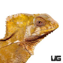 Helmeted Iguana For Sale - Underground Reptiles