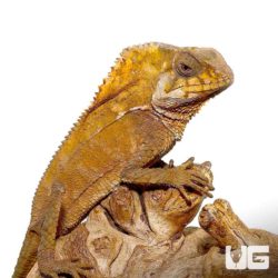 Helmeted Iguana For Sale - Underground Reptiles