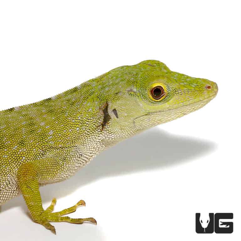 Neotropical Green Anoles (Anolis biporcatus) For Sale - Underground