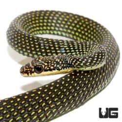 Paradise Flying Snake For Sale - Underground Reptiles
