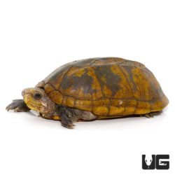 Scorpion Mud Turtle For Sale - Underground Reptiles