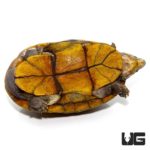 Scorpion Mud Turtle For Sale - Underground Reptiles