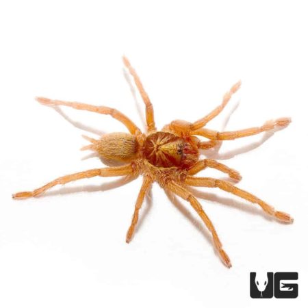 Trinidad Dwarf Gold Tarantula for sale - Underground Reptiles