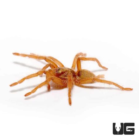 Trinidad Dwarf Gold Tarantula for sale - Underground Reptiles