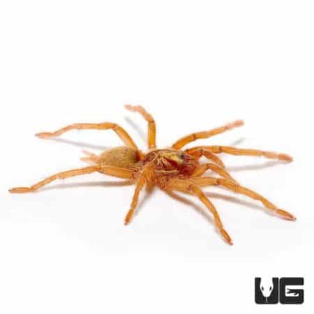 Trinidad Dwarf Gold Tarantula for sale - Underground Reptiles
