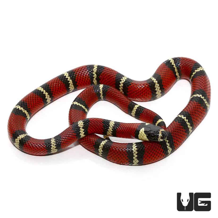 Husbandry Handbook: Milk snake - Lampropeltis triangulum ssp.