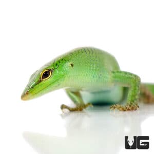 Emerald Tree Skinks For Sale - Underground Reptiles