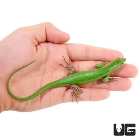 Emerald Tree Skinks (Lamprolepis smaragdina) For Sale - Underground