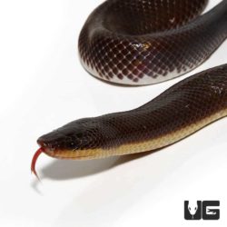 New World Python for sale - Underground Reptiles