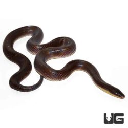 New World Python for sale - Underground Reptiles