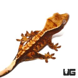 Baby Premium Crested Geckos For Sale - Underground Reptiles