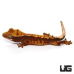 Baby Premium Crested Geckos For Sale - Underground Reptiles