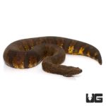 Viper Boa For Sale - Underground Reptiles