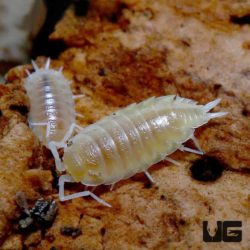 Porcellionides Pruinosus White Out Isopods For Sale - Underground Reptiles