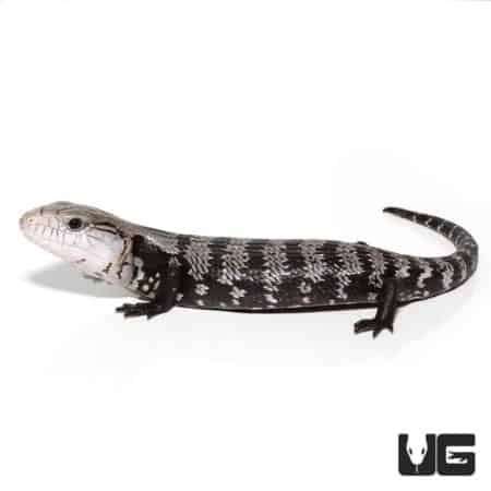 Baby Axanthic Halmahera Blue Tongue Skink For Sale - Underground Reptile