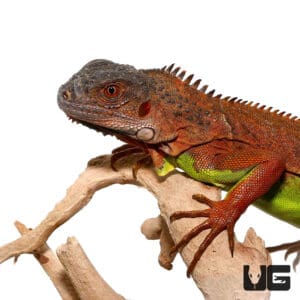 Baby Red Iguanas For Sale - Underground Reptiles