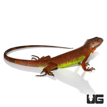 Baby Red Iguanas For Sale - Underground Reptiles