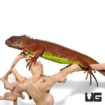 Baby Red Iguanas For Sale - Underground Reptiles