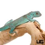 Baby Blue Axanthic Iguanas For Sale - Underground Reptiles