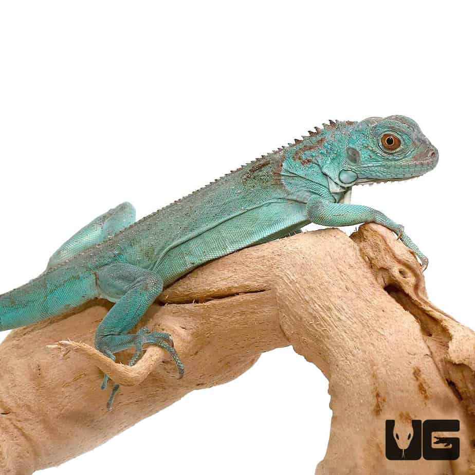 Baby Blue Axanthic Iguanas For Sale Underground Reptiles