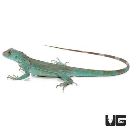 Baby Blue Axanthic Iguanas For Sale - Underground Reptiles