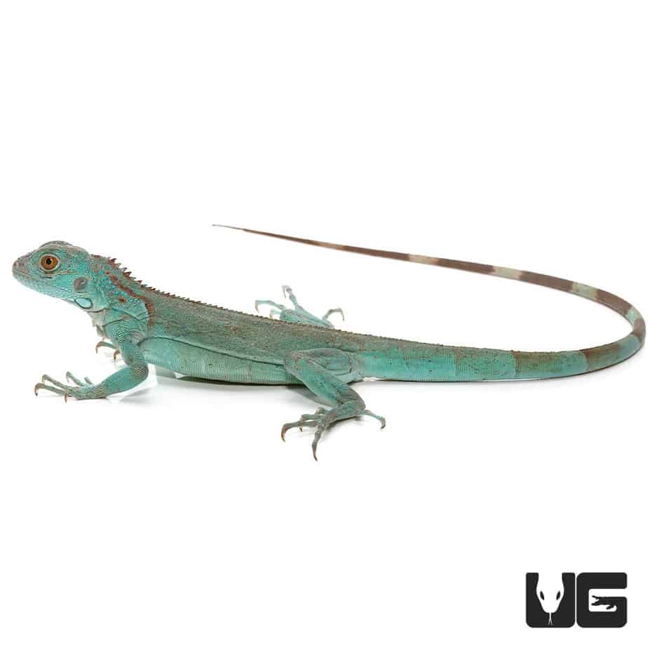 Baby Blue Axanthic Iguanas For Sale Underground Reptiles