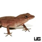 Brown Anoles For Sale - Underground Reptiles