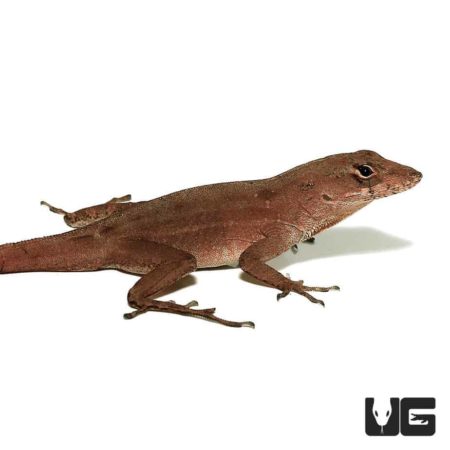 Brown Anoles For Sale - Underground Reptiles