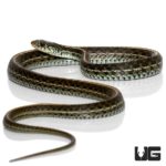 Florida Blue Garter Snakes For Sale - Underground Reptiles