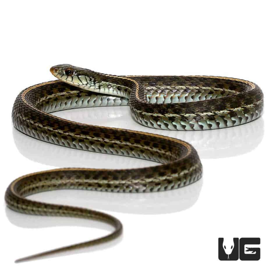 Florida Blue Garter Snakes For Sale Underground Reptiles