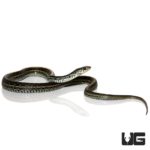 Florida Blue Garter Snakes For Sale - Underground Reptiles
