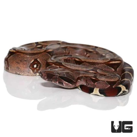 Suriname Redtail Boas For Sale - Underground Reptiles